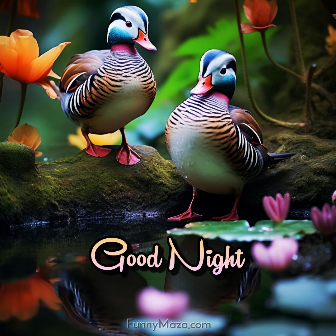 Good Night Colourful Birds Images