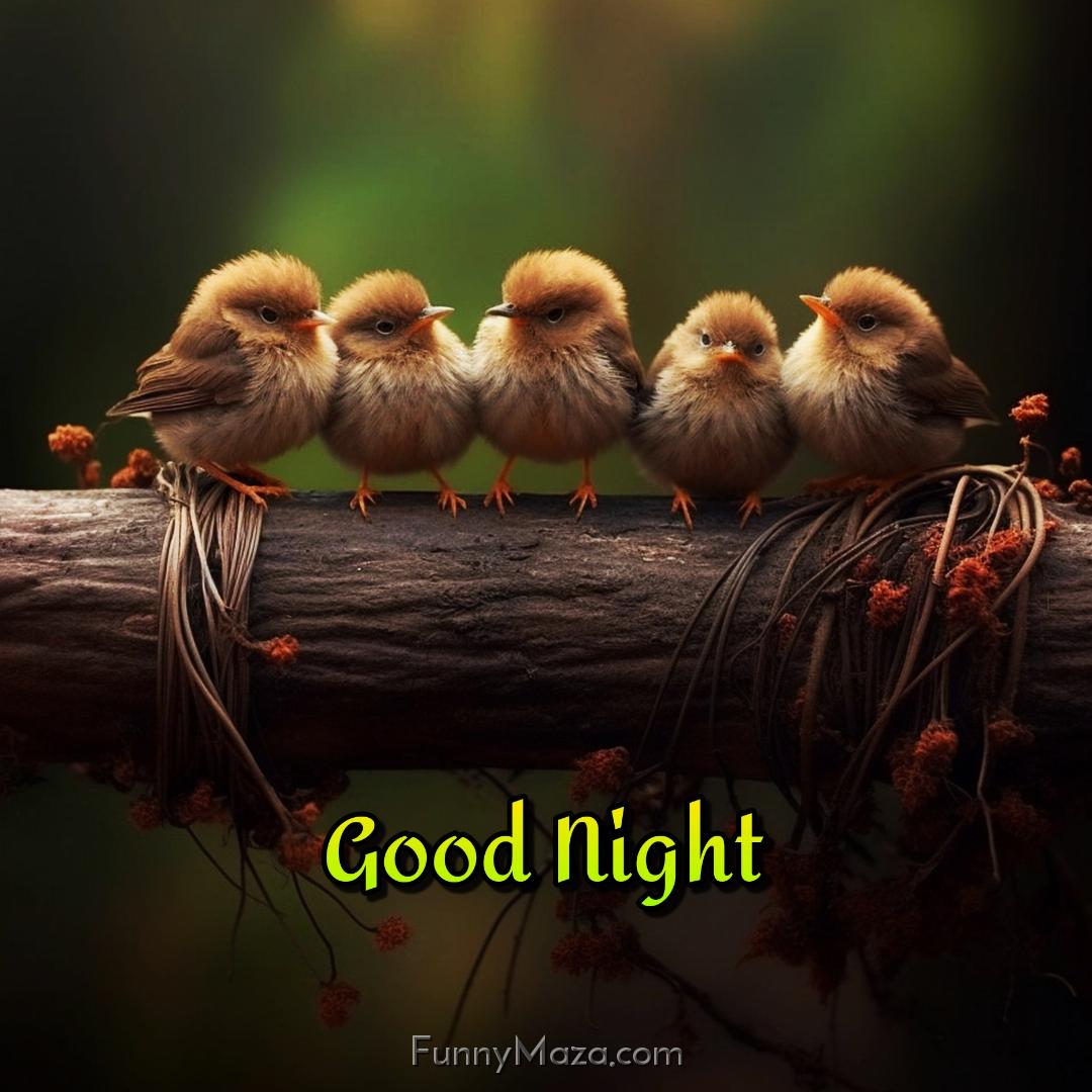 Good Night Five Little Birds Images