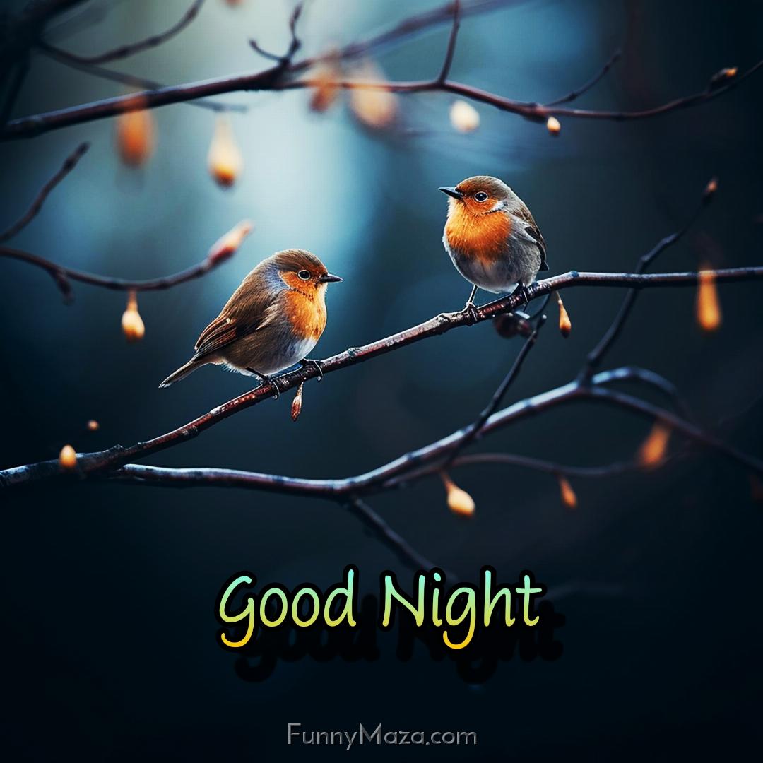 Good Night Images Of Birds