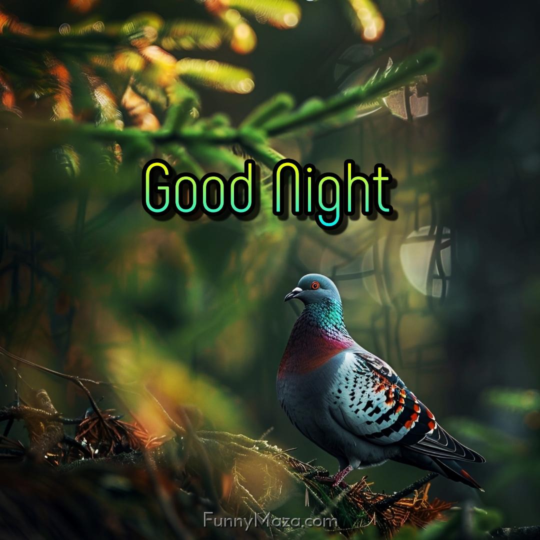 Good Night Images With Birds And Nature