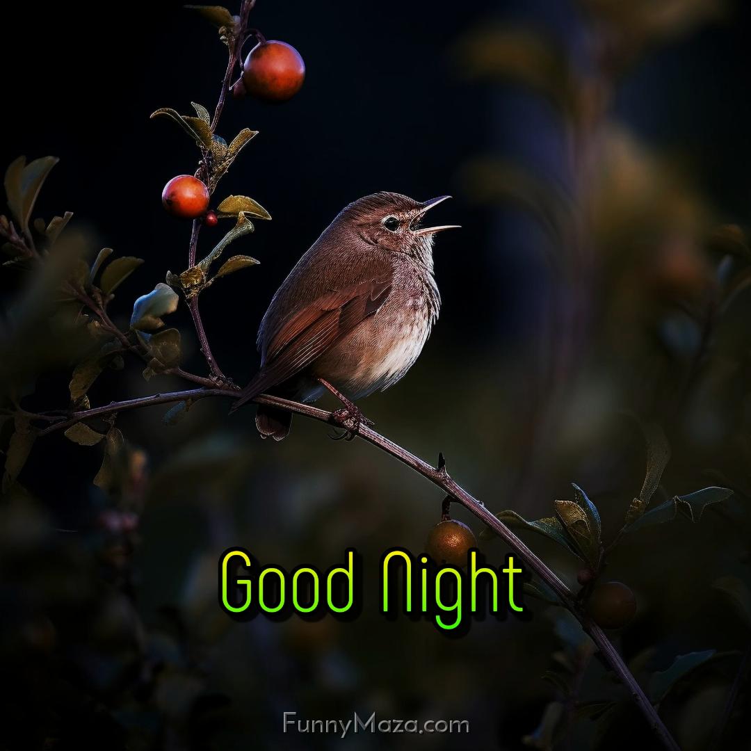 Good Night Little Bird Images