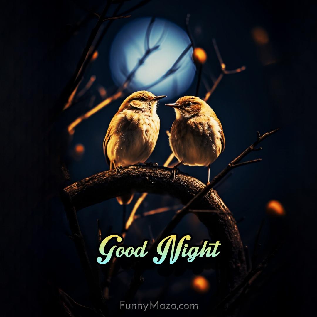 Good Night Little Birds Images