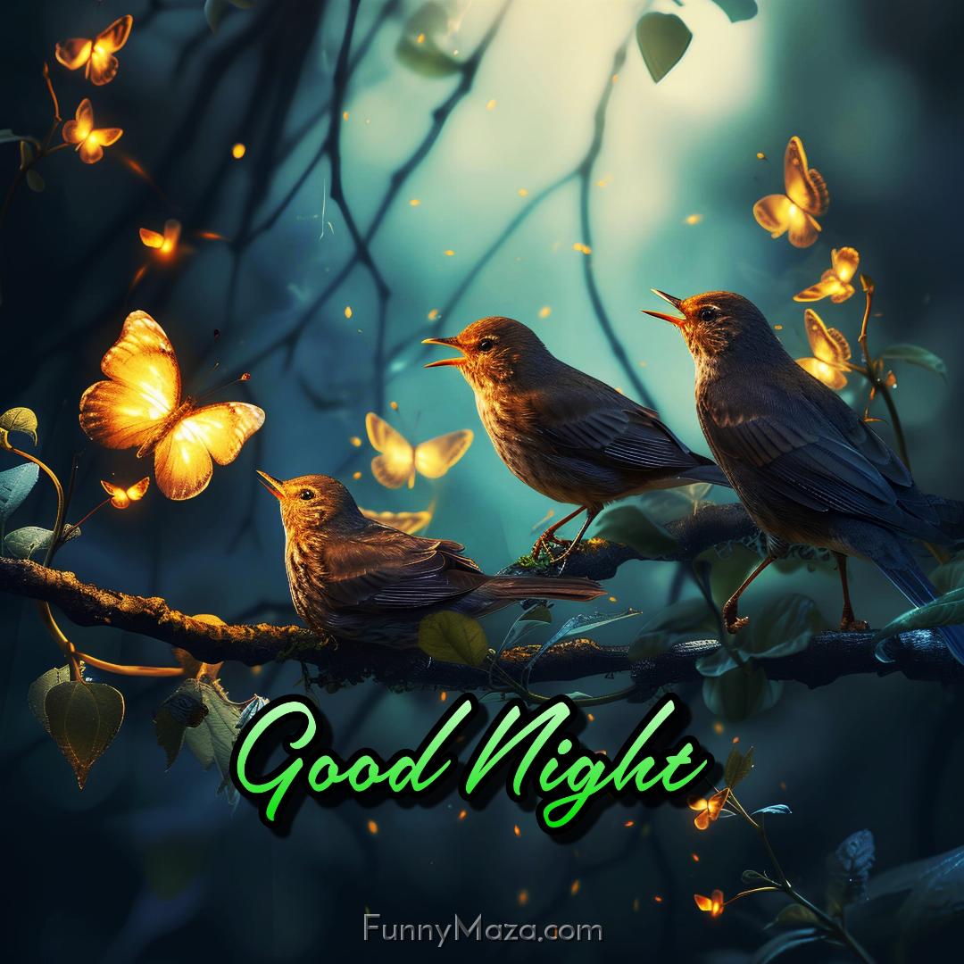 Good Night With The Birds Images