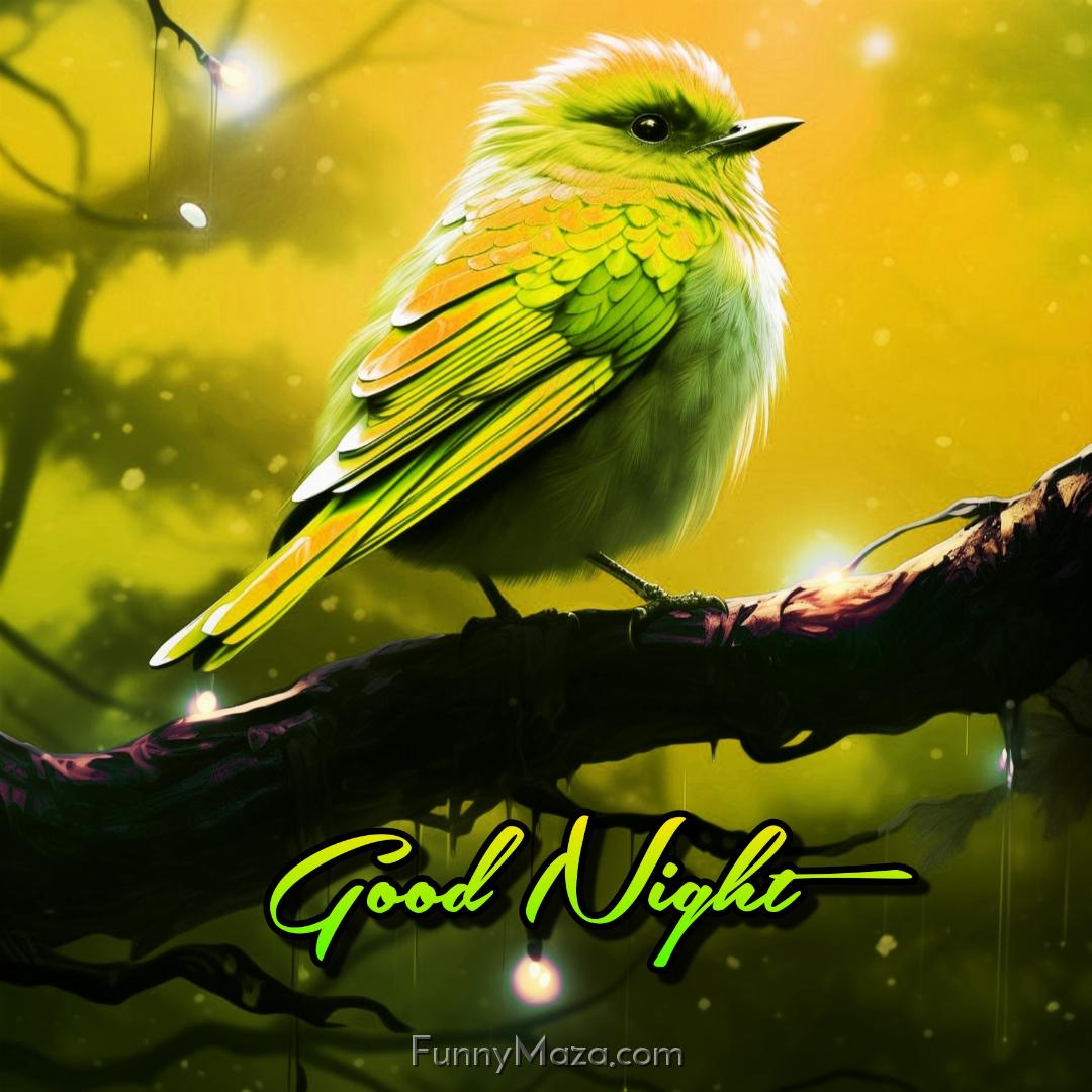 New Birds Good Night Images