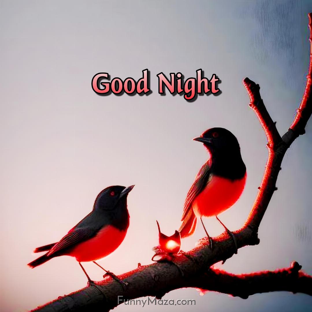 New Good Night Birds Images 2024 HD Download