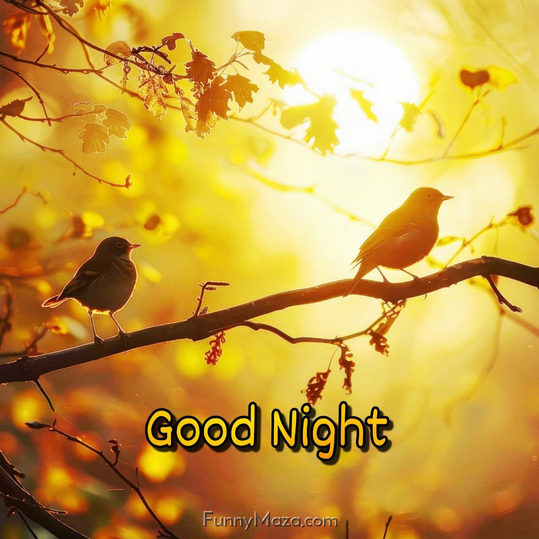 New Good Night Birds Images 2024 HD