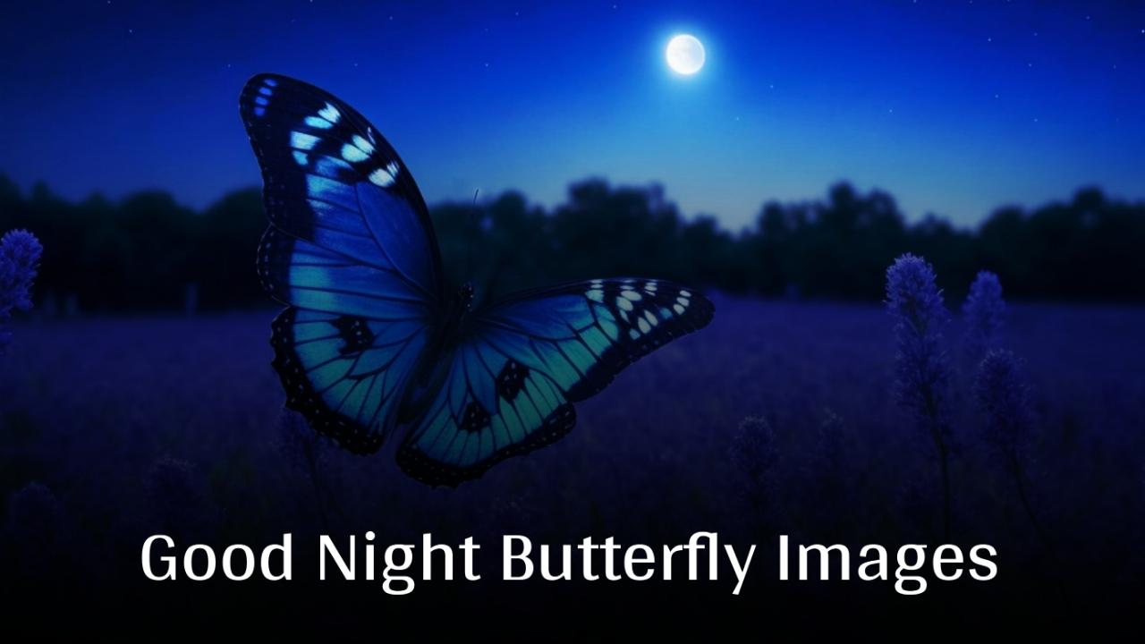 Good Night Butterfly Images