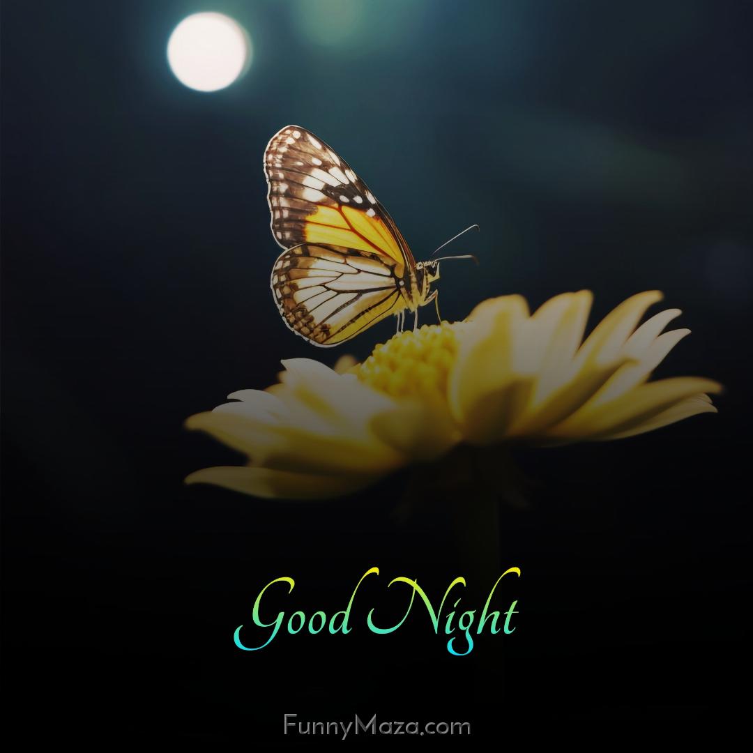 Beautiful Butterfly Good Night Images