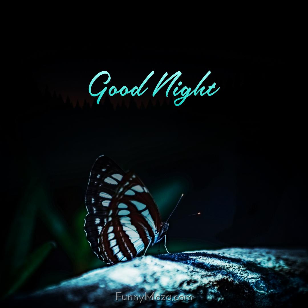 Good Night Beautiful Butterfly Images