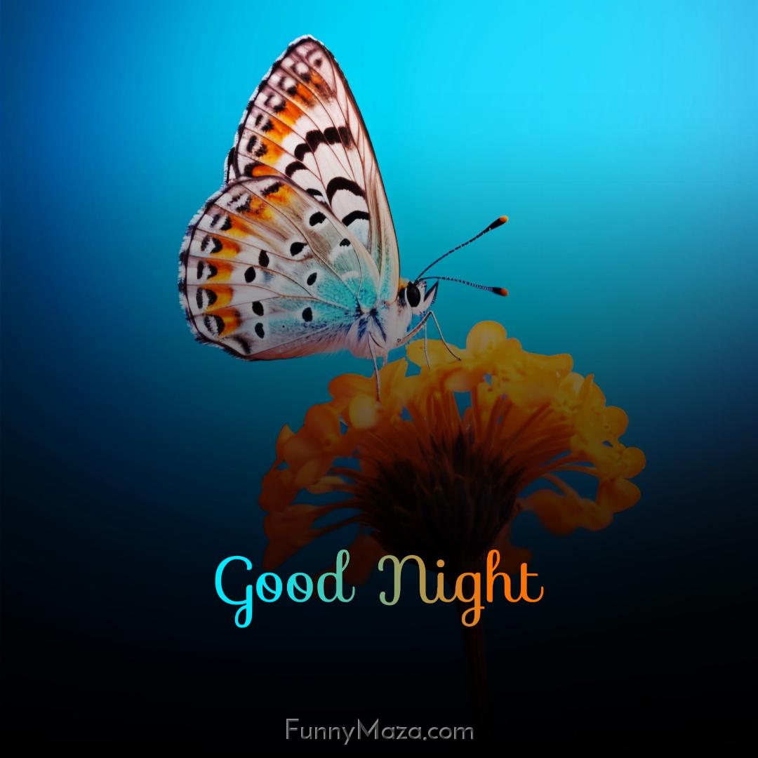 Good Night Butterfly HD Photos