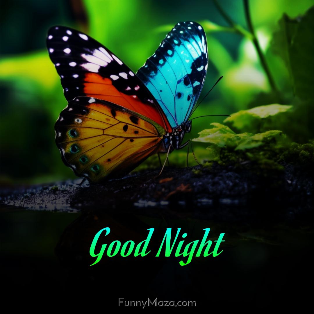 Good Night Butterfly Images 2024 Download