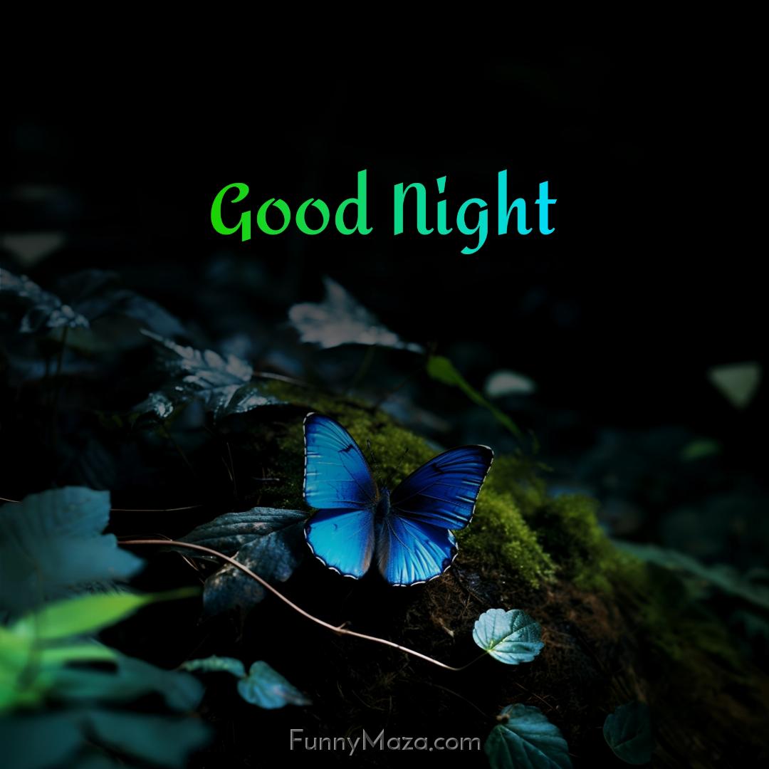 Good Night Butterfly Images 2024 HD Download