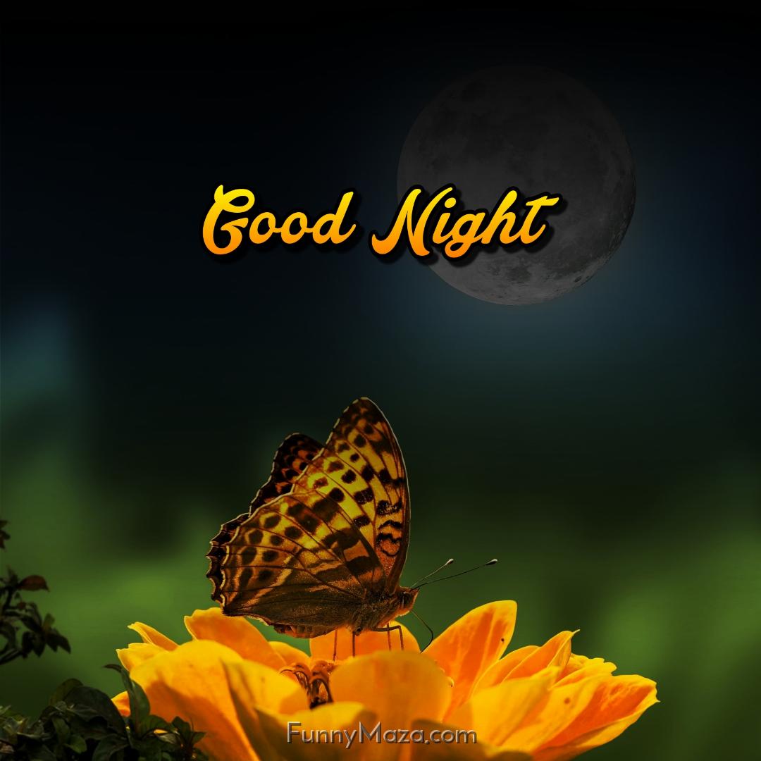 Good Night Butterfly Images 2024