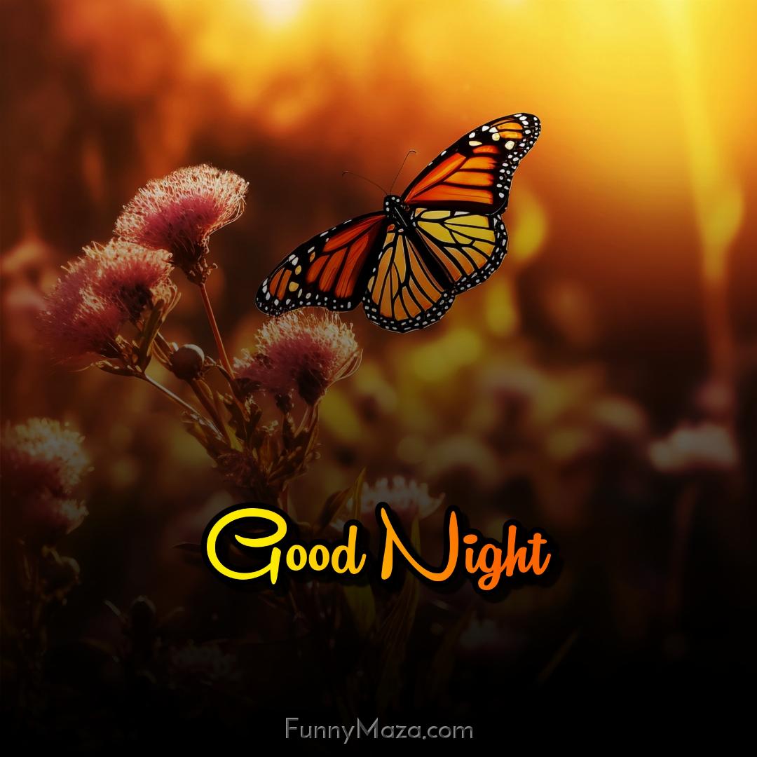 Good Night Butterfly Images Free Download