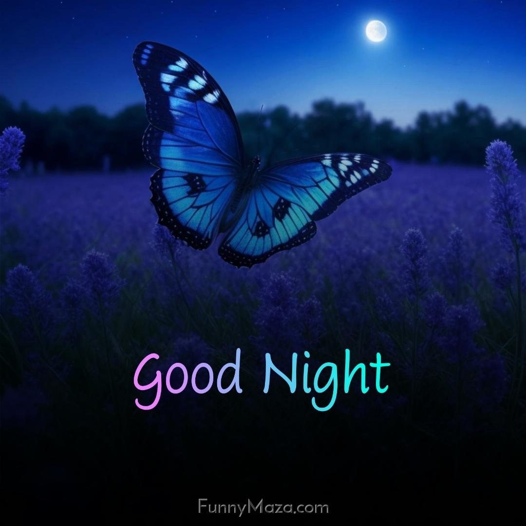 Good Night Butterfly Images HD