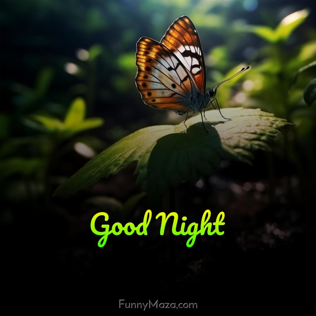 Good Night Butterfly Images