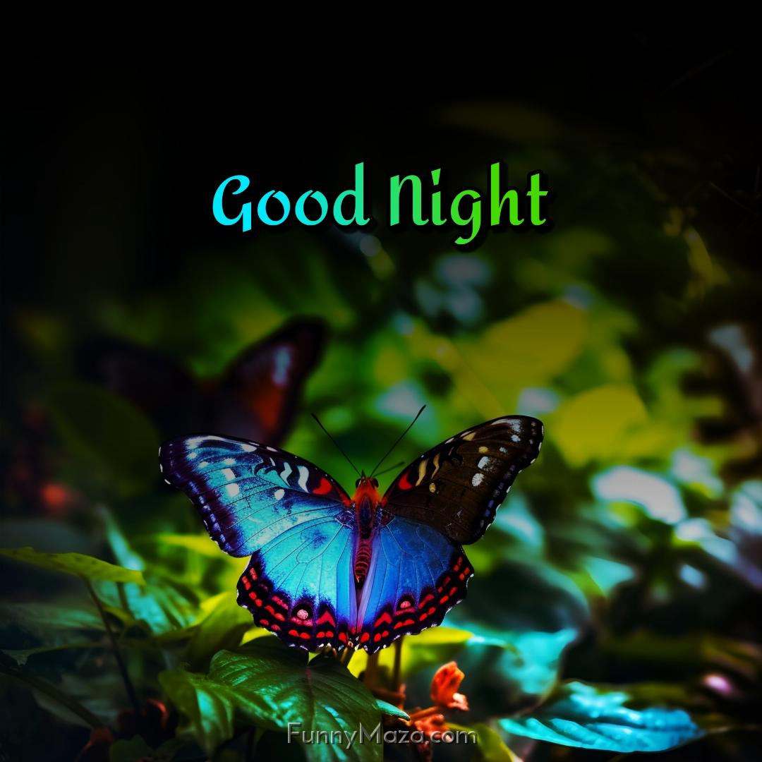 Good Night Butterfly Ke Photos Download