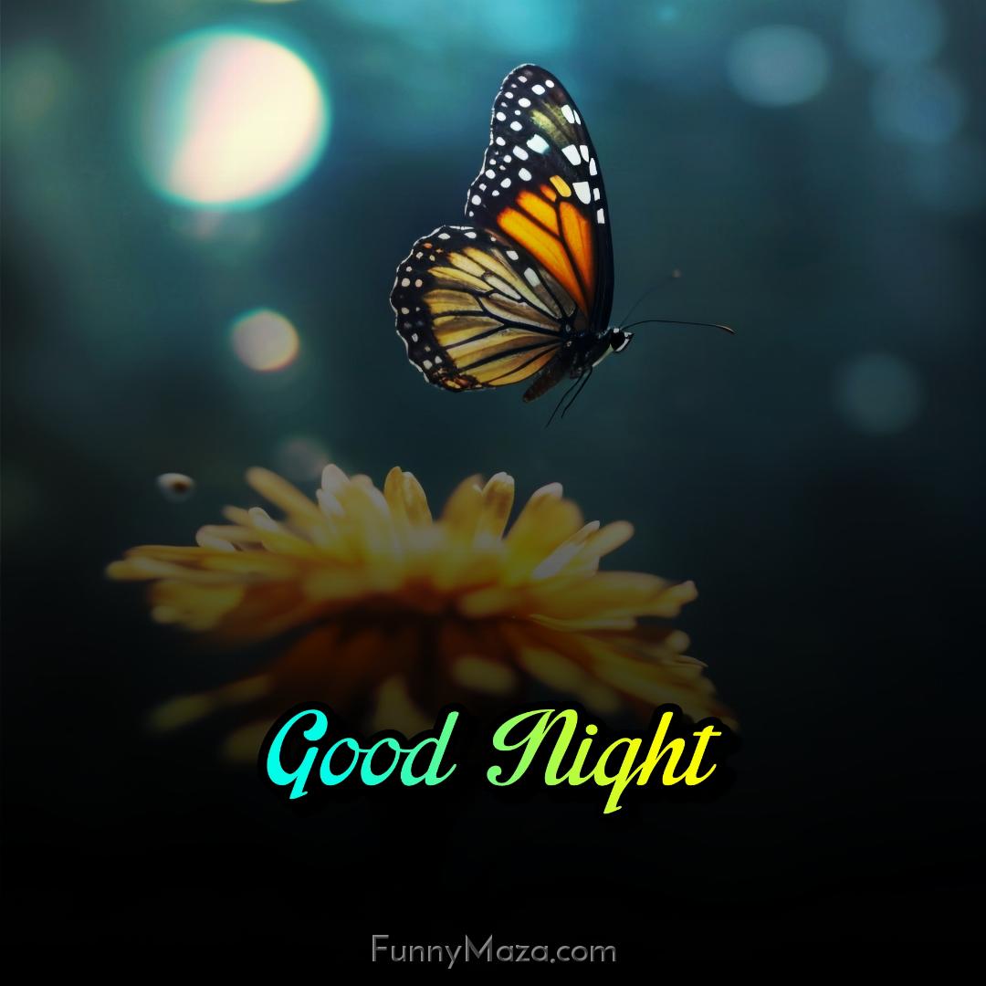 Good Night Butterfly Ki Images