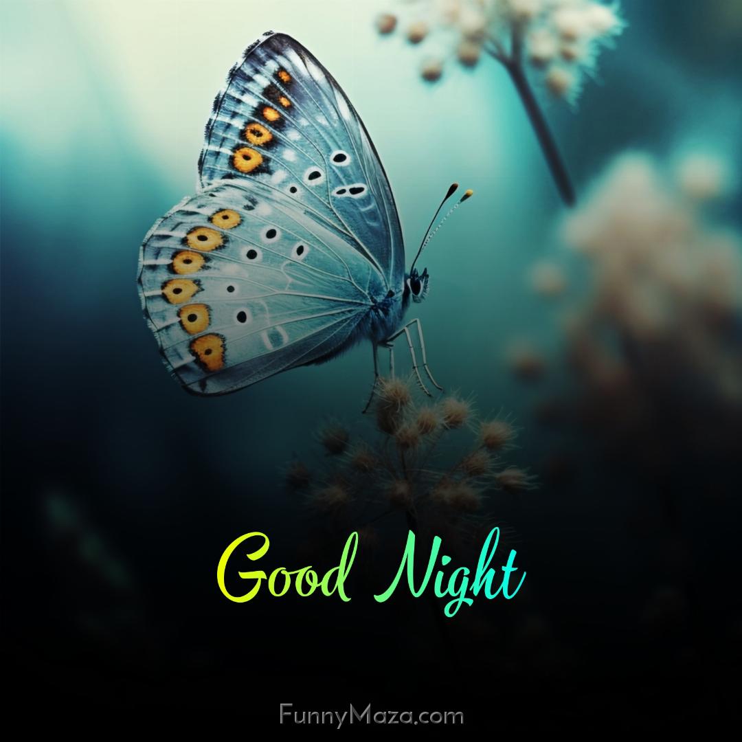 Good Night Butterfly Photo