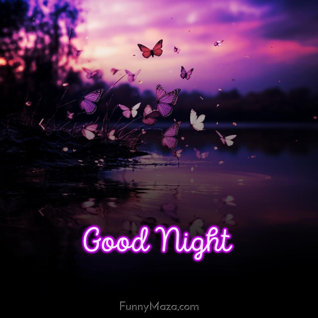 Good Night Butterfly Photos