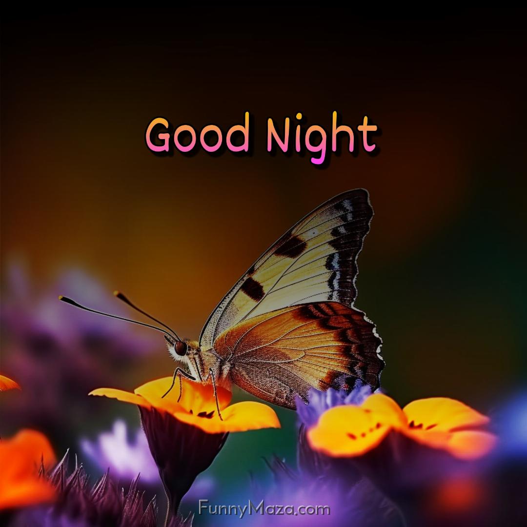 Good Night Butterfly Pic HD Download