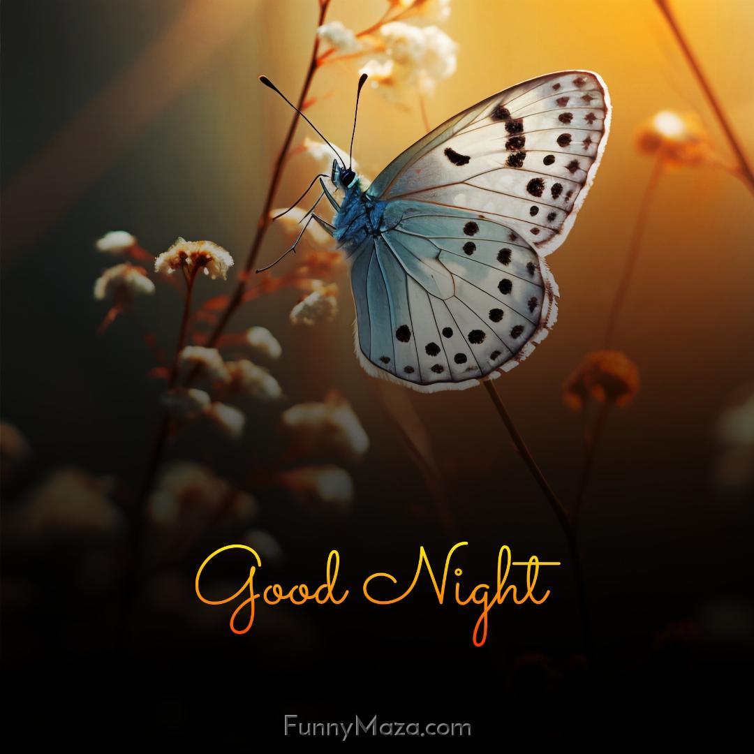 Good Night Butterfly Pic HD