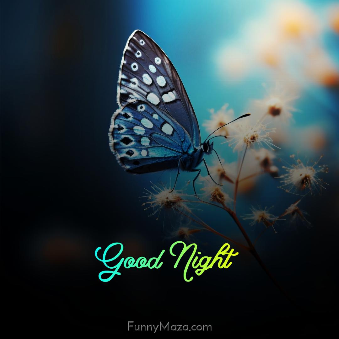 Good Night Butterfly Pics HD