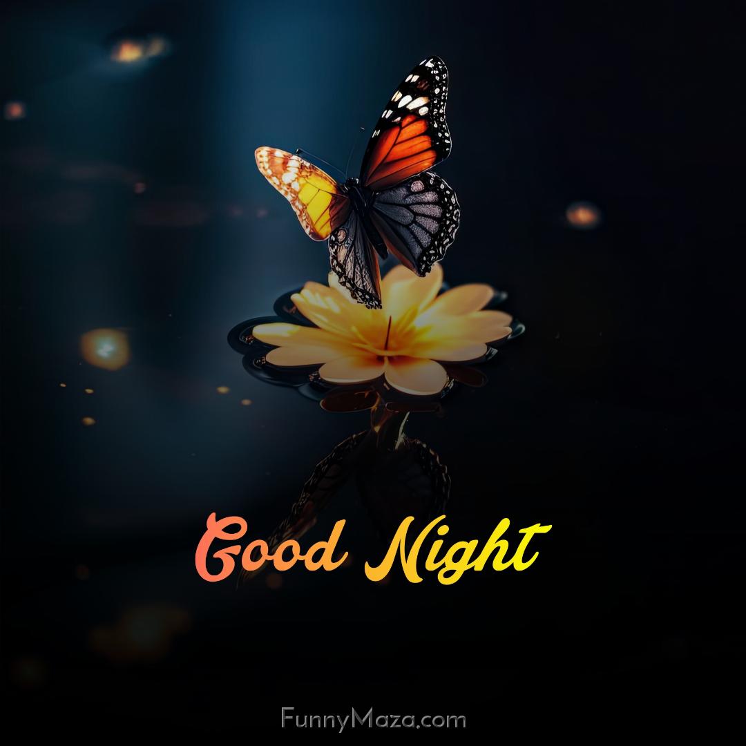 Good Night Butterfly Pics