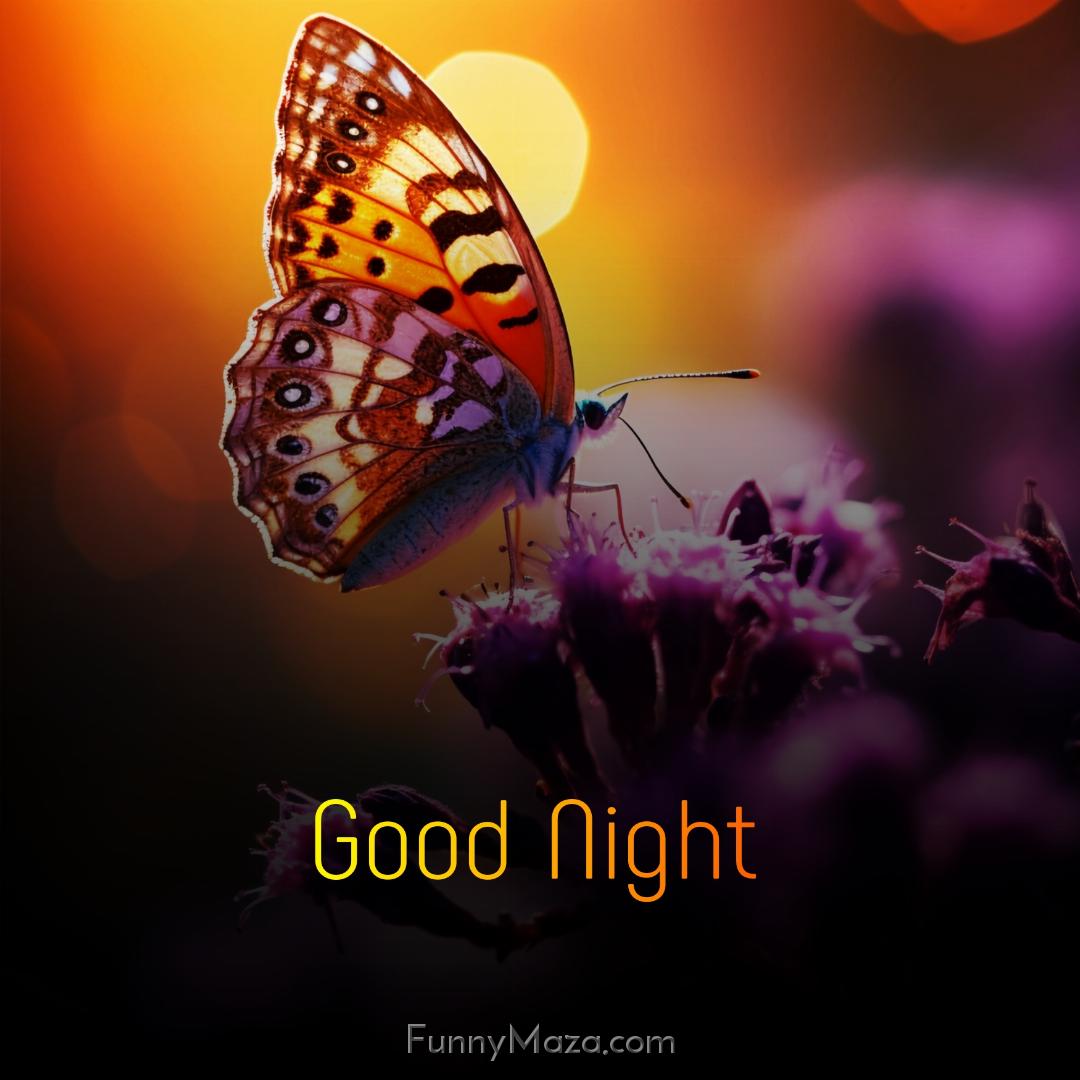 Good Night Cute Butterfly Images