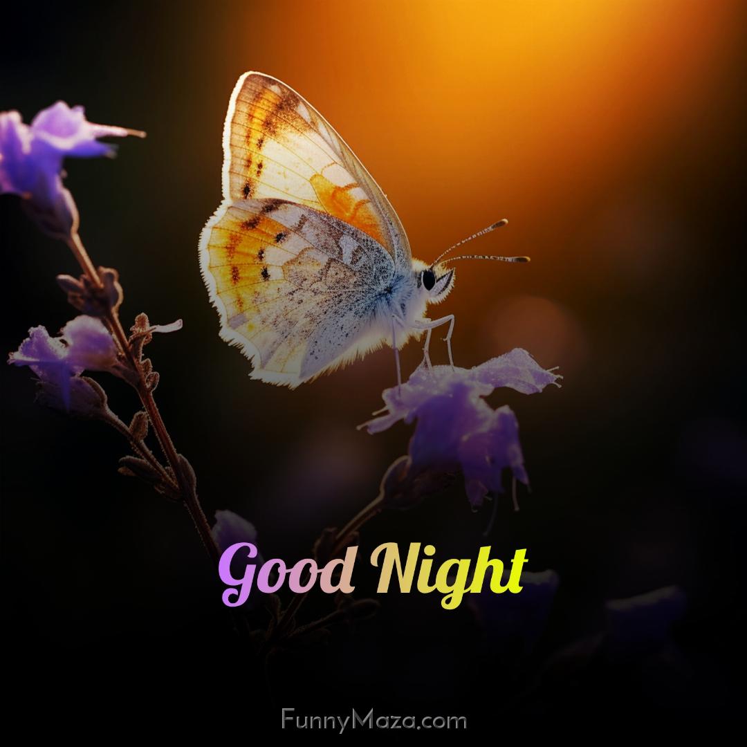 Good Night Images Of Butterfly