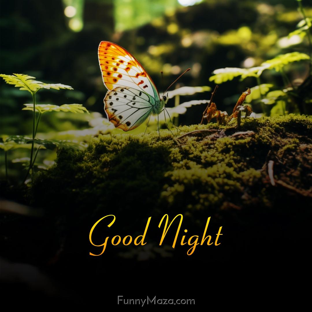 Good Night Images With Butterfly And Nature