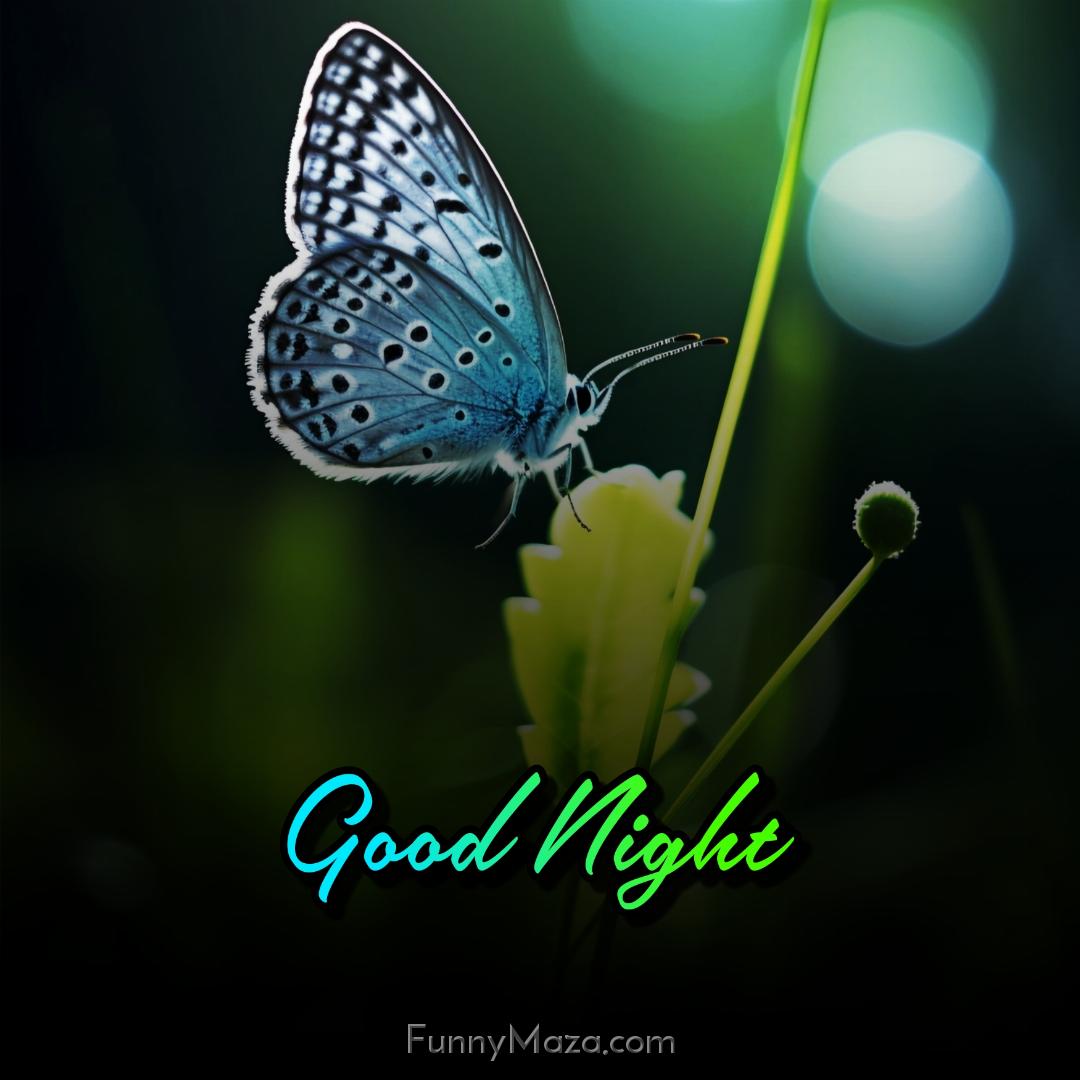 Images Of Good Night Butterfly