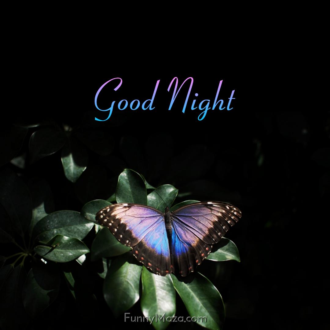 New Butterfly Good Night Images