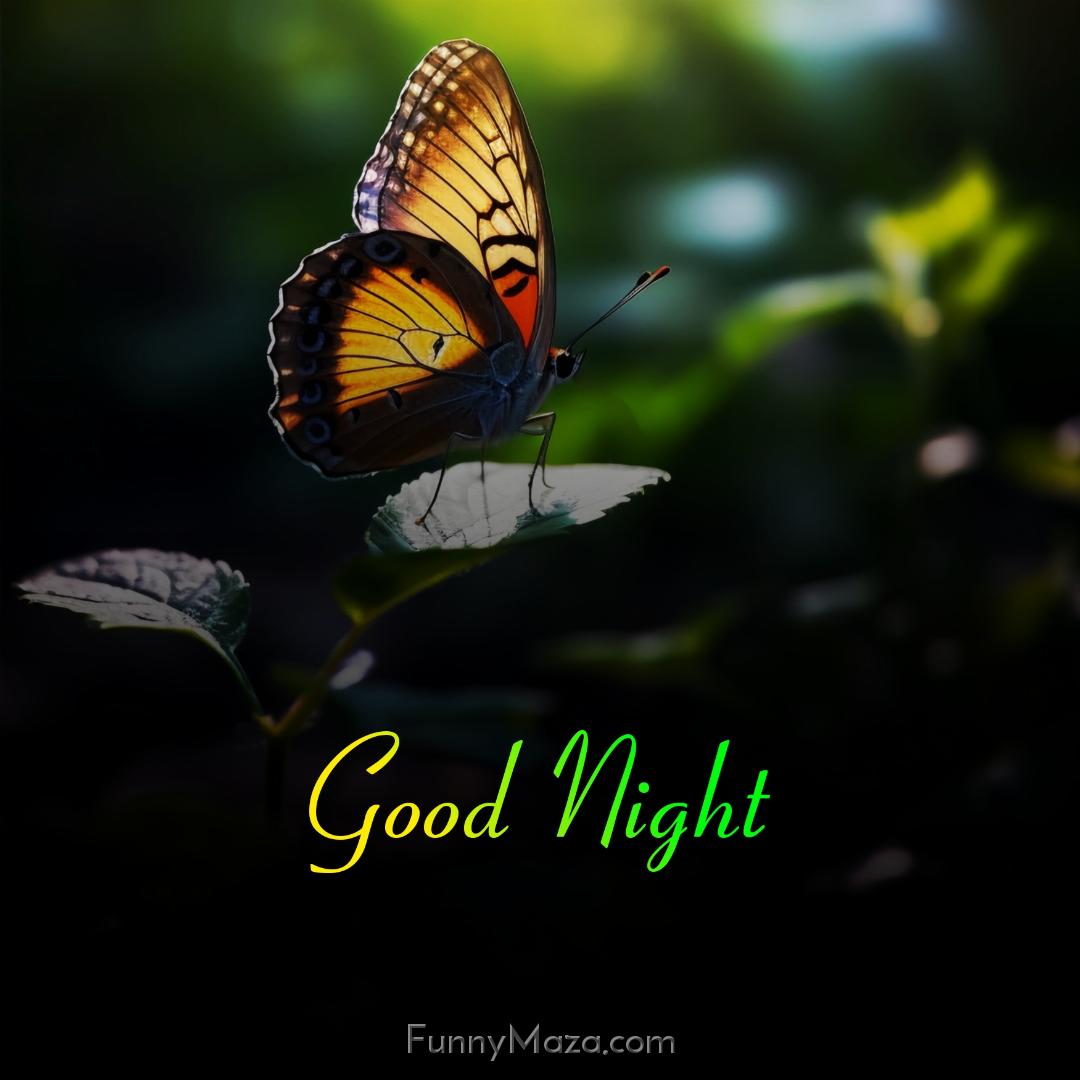 New Good Night Butterfly Images 2024 HD Download