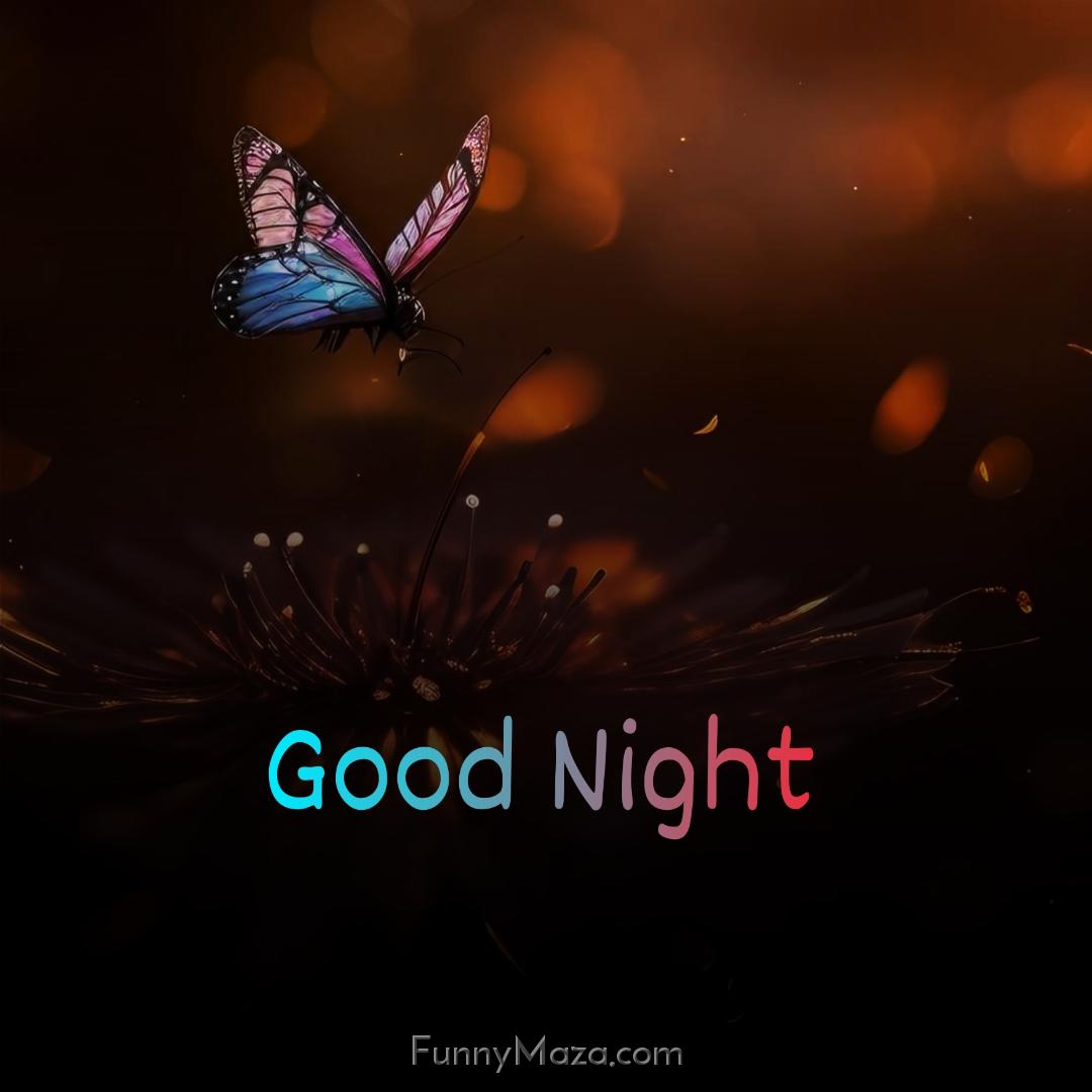 New Good Night Butterfly Images 2024 HD