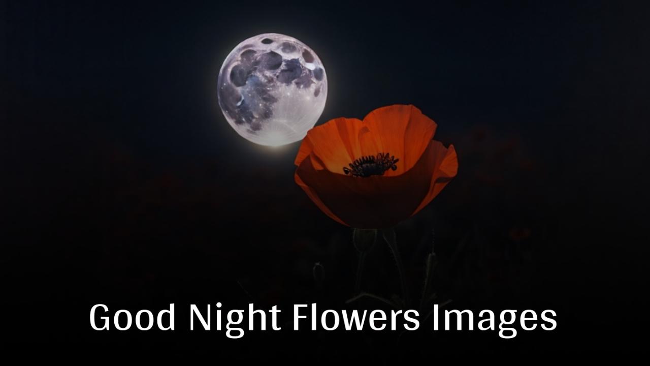 Beautiful Good Night Flowers Images