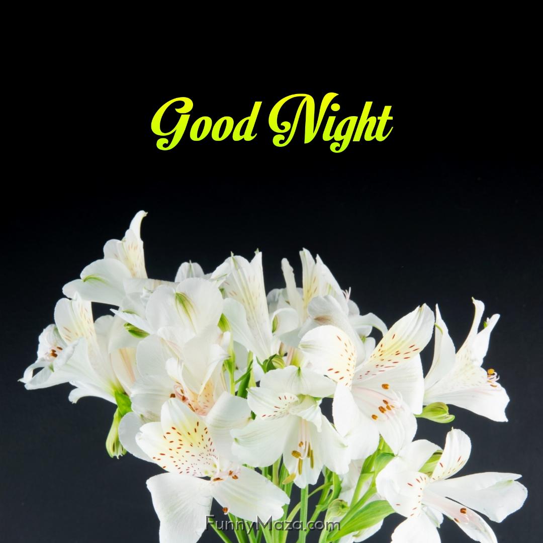 A Good Night Flower Download