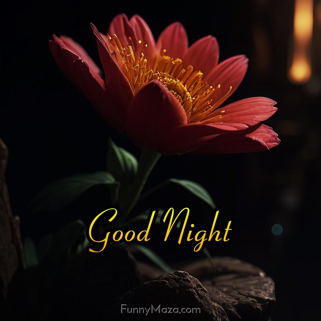 Best Good Night Flowers Images Download