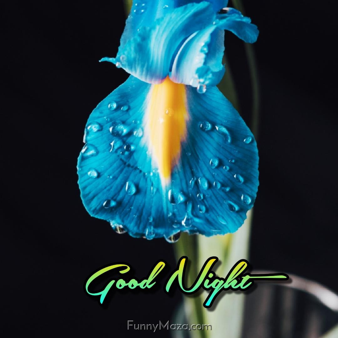 Good Night Blue Flower Images