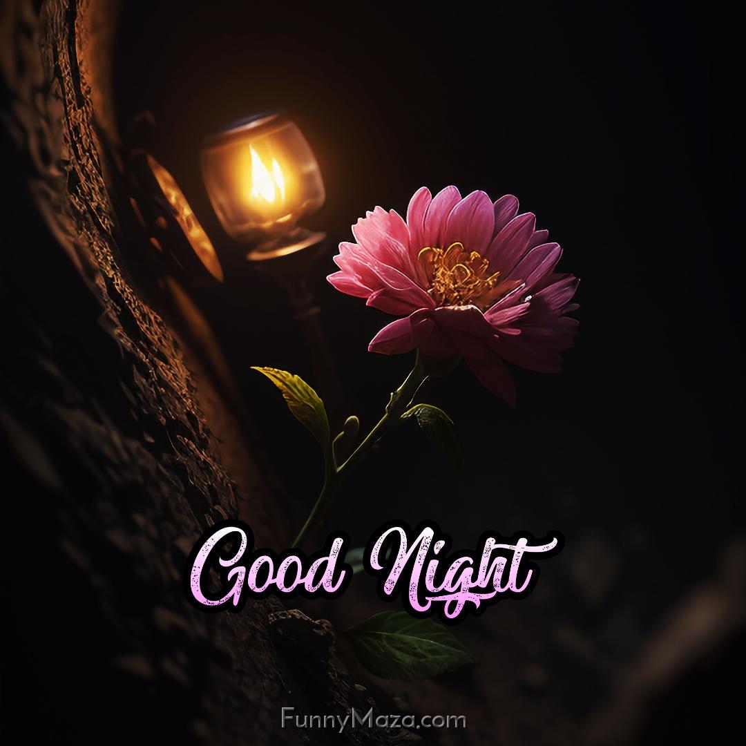 Good Night Flower Images HD Download