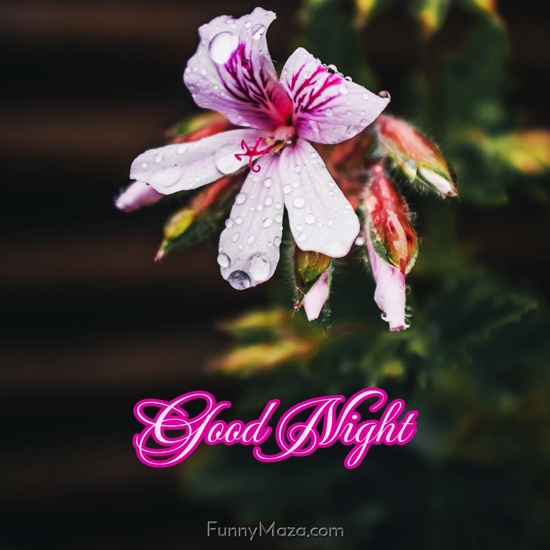 Good Night Flower Images New Download