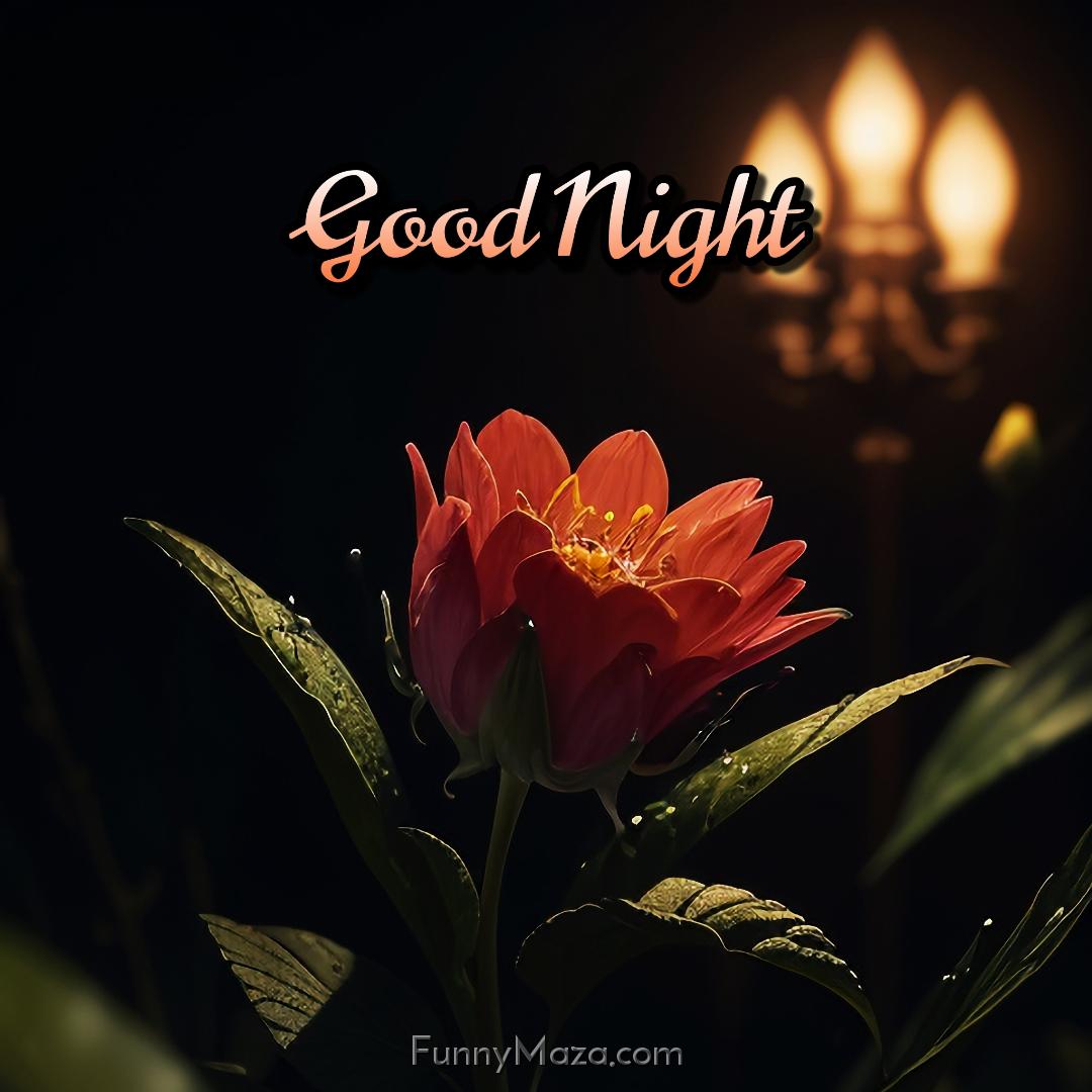 Good Night Flower Images