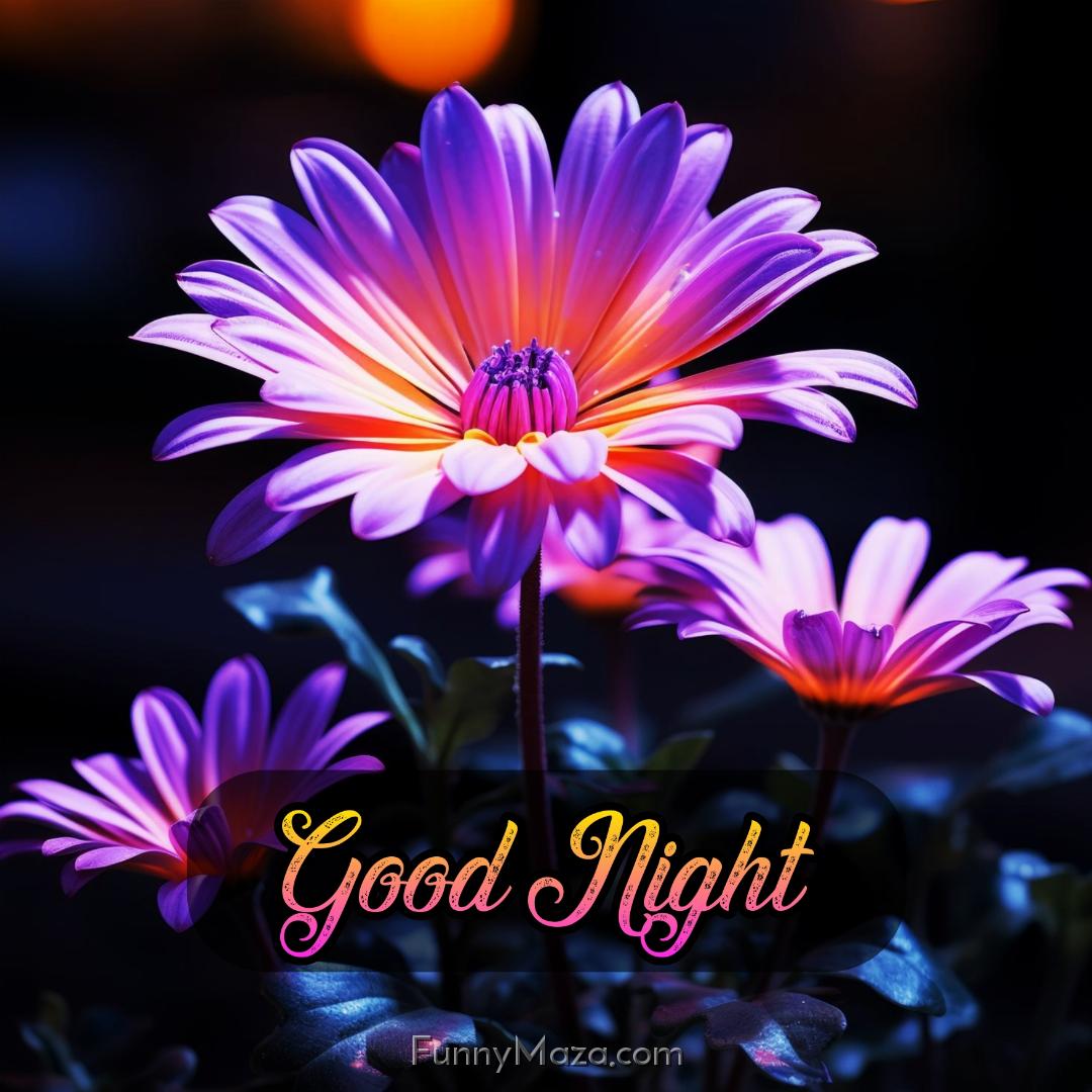 Good Night Flower Photo