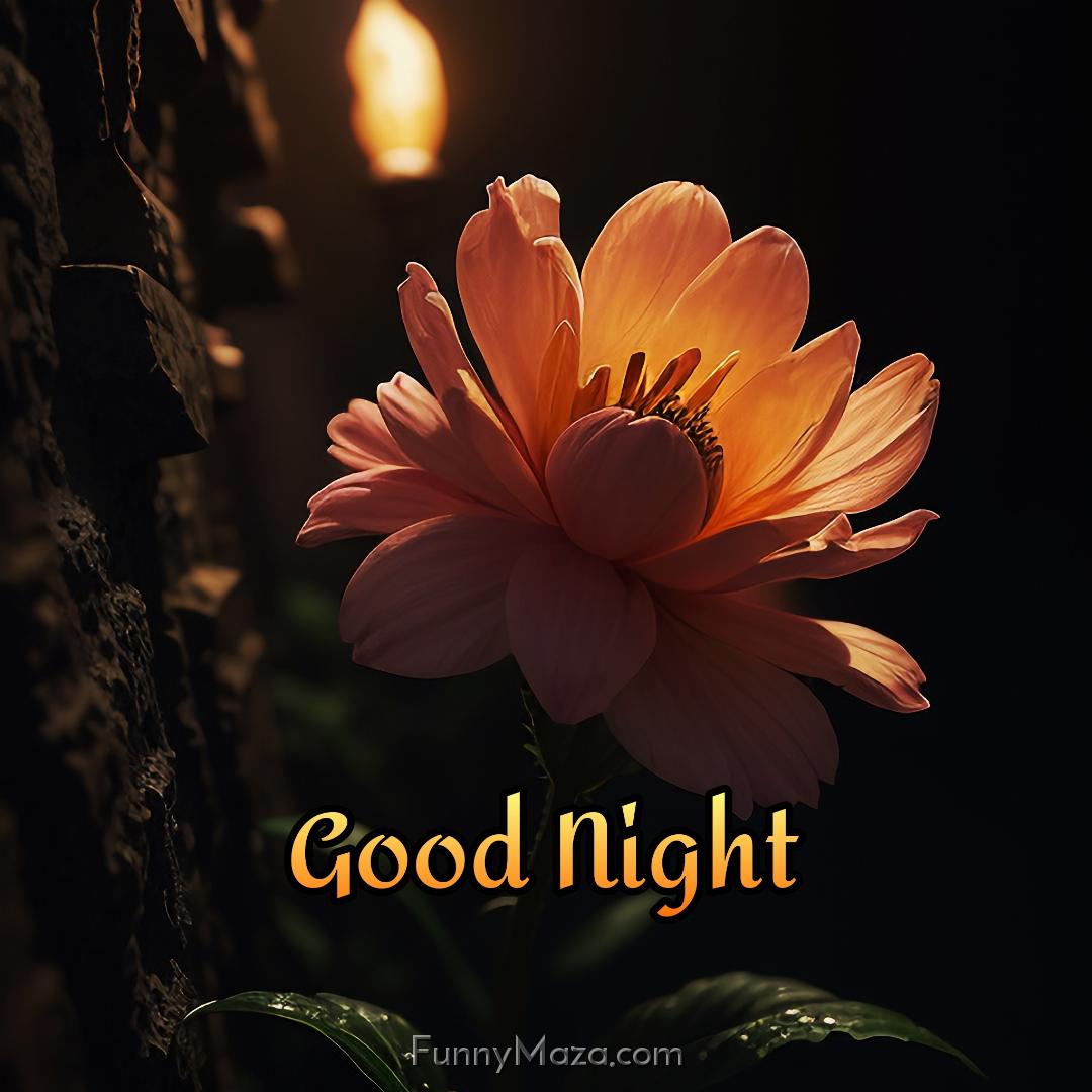 Good Night Flowers HD Photos