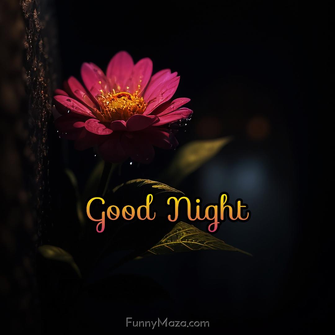 Good Night Flowers Ke Photo