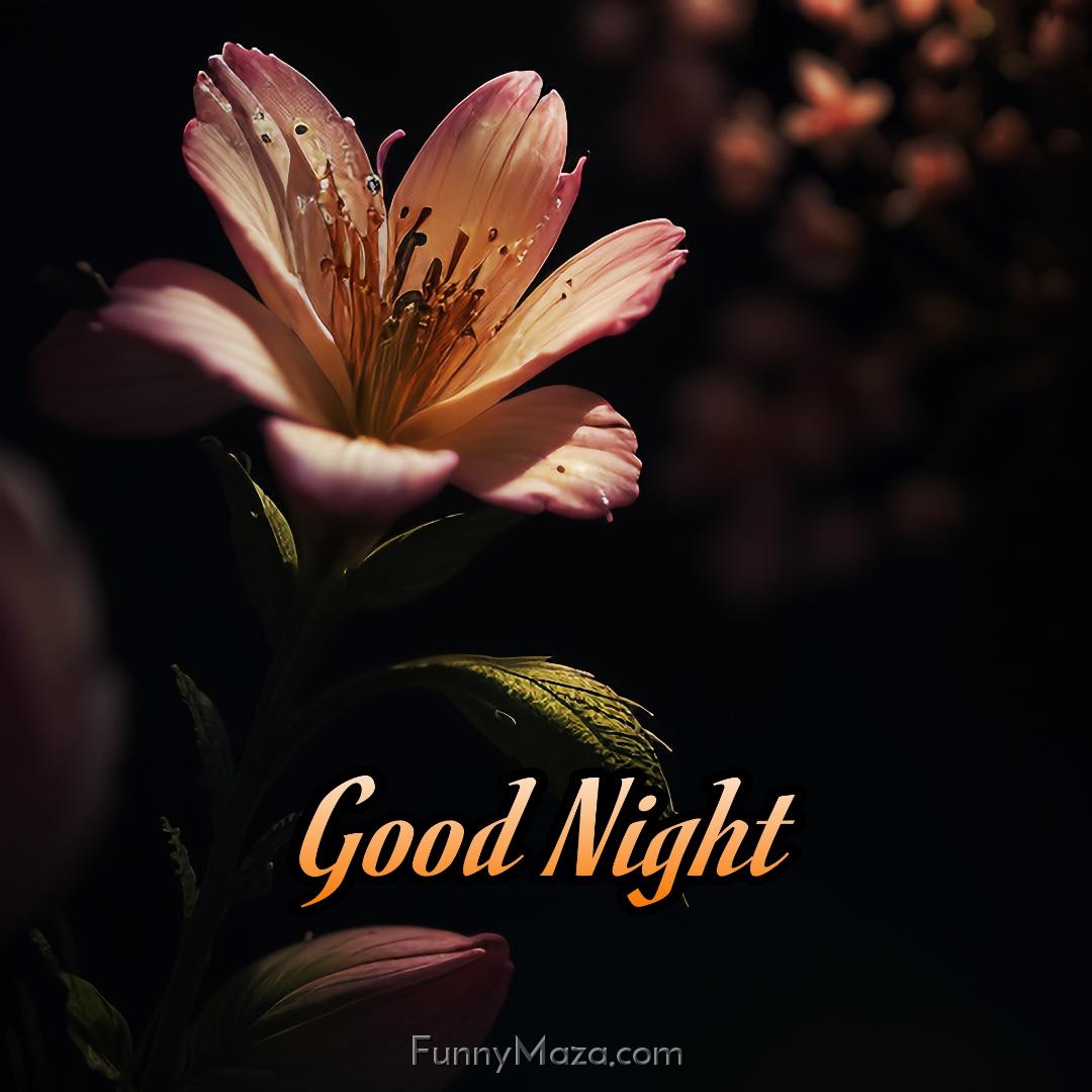 Good Night Flowers Photos