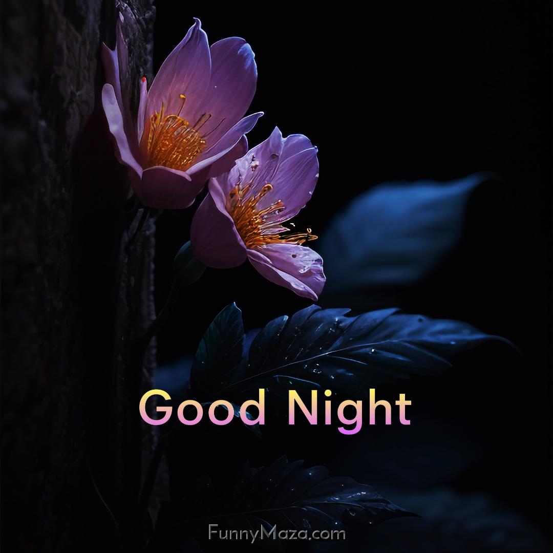 Good Night Images And Flowers Download