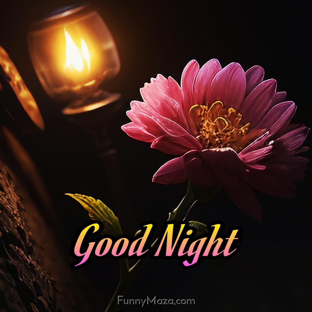 New Good Night Flower Images 2024 HD