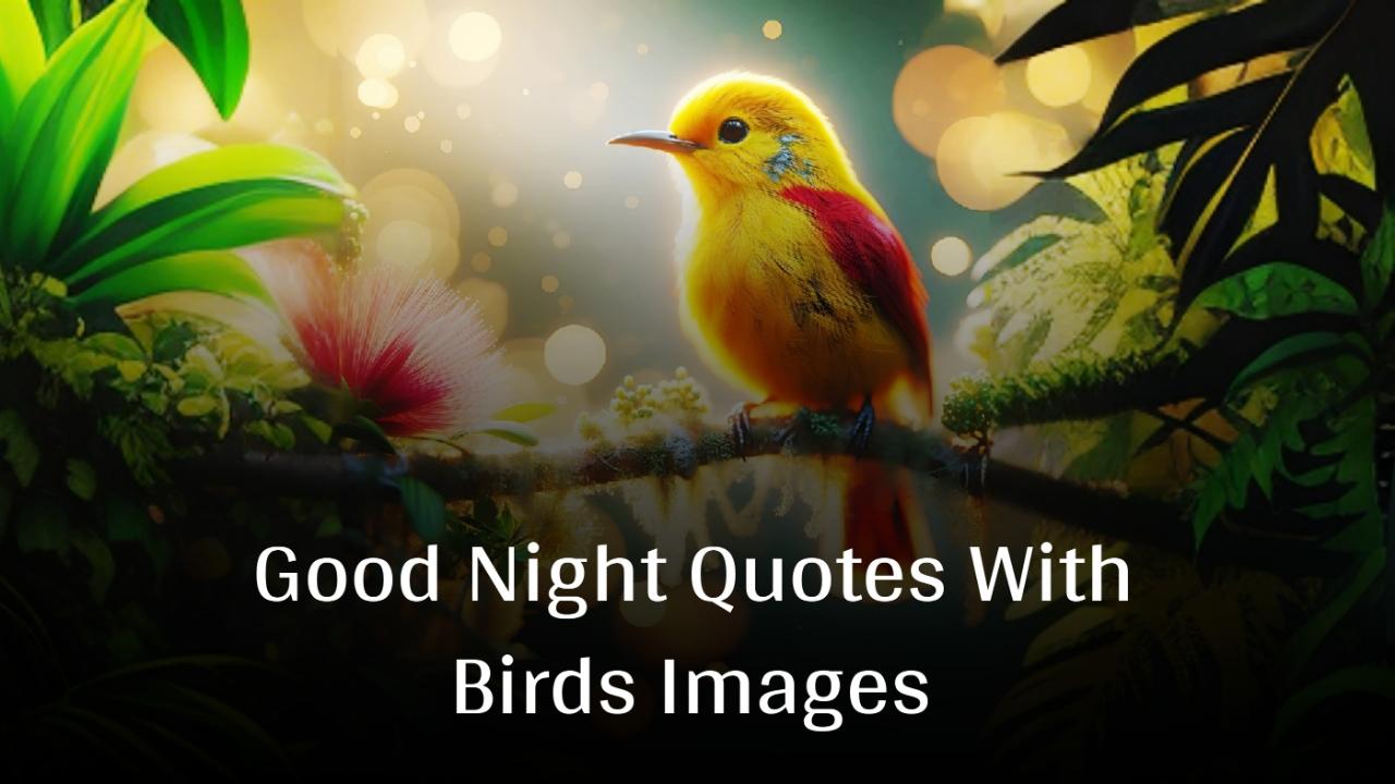 Good Night Quotes With Birds Images