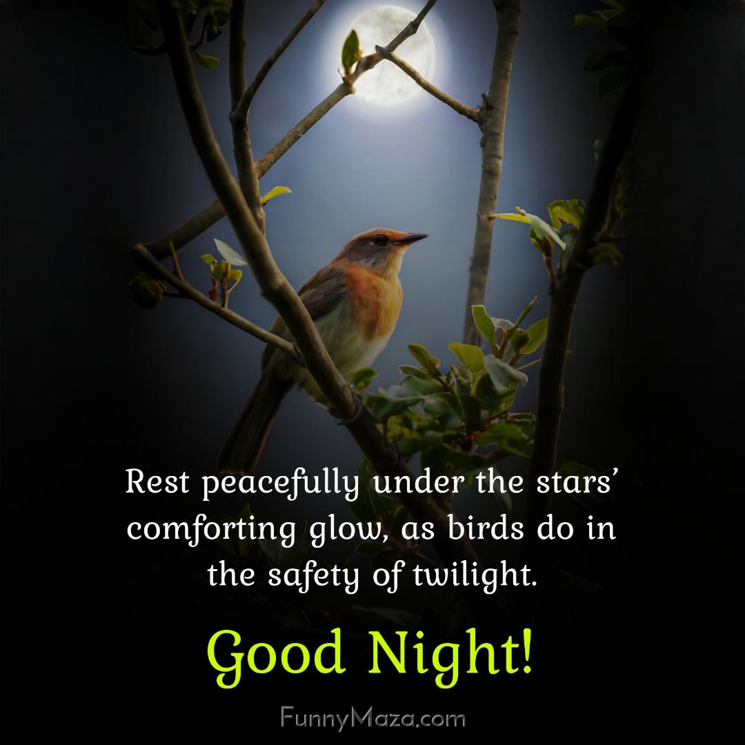 Rest peacefully under the stars’ comforting glow as birds do in